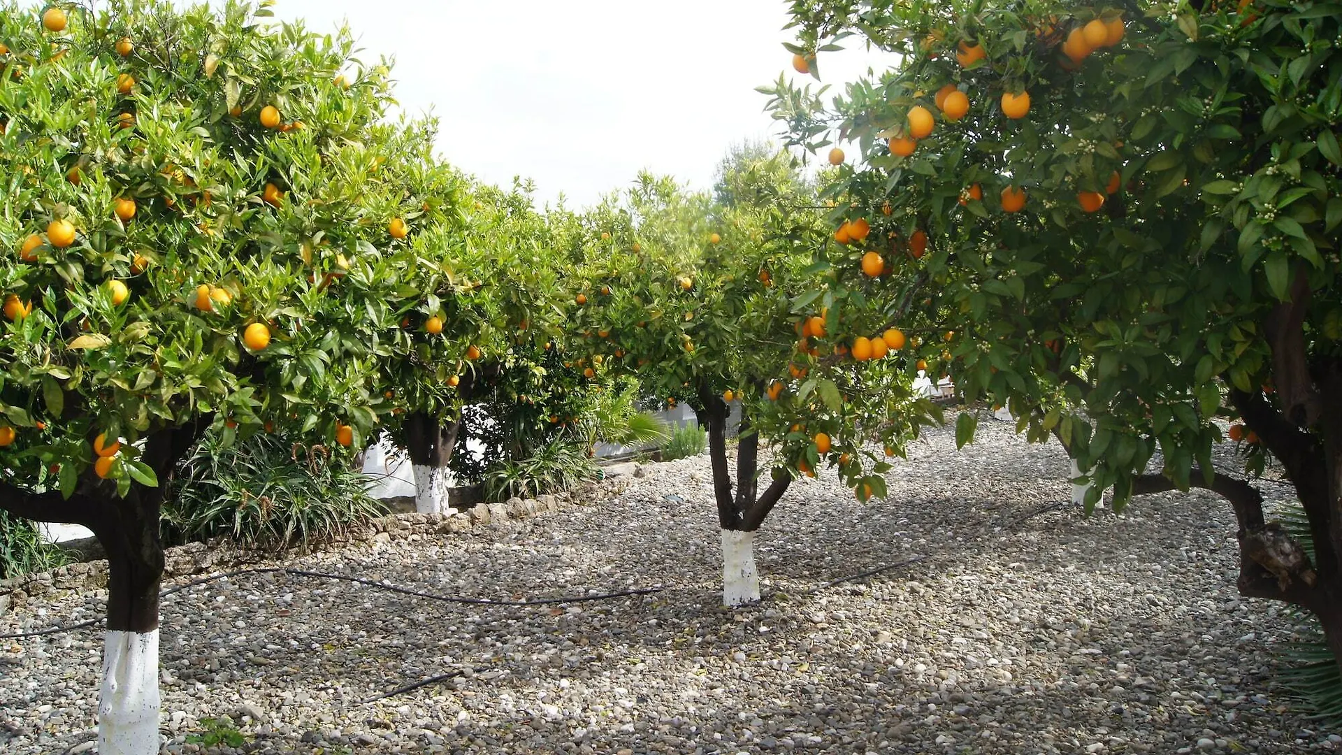 Casa De Orange Bed and Breakfast Alhaurín el Grande